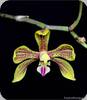 Phal. natmataungensis x zhanhuoana